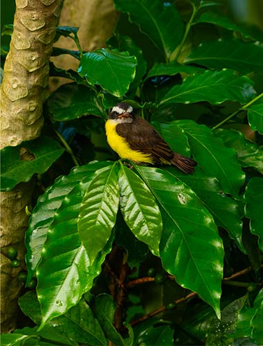 café de colombie eco responsable culture raisonnée bio organique