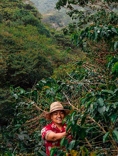 producteur fermier de cafe en colombie cafe origine de santander