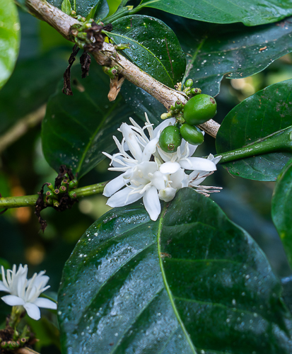 arbre de cafe en fleur avec fruit